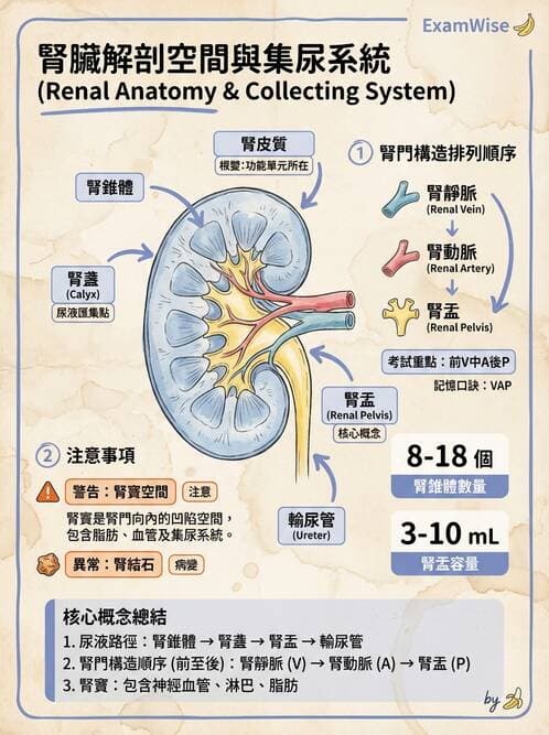 護理師 - 泌尿生殖系統 - AI 圖文解析預覽