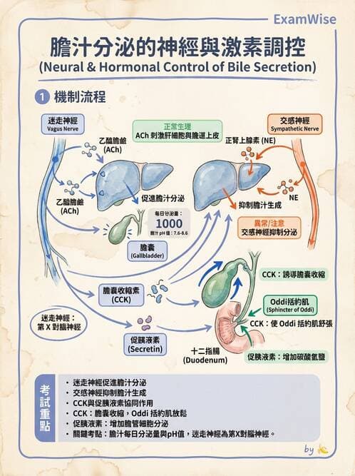 護理師 - 肝膽與腹部血管 - AI 圖文解析預覽