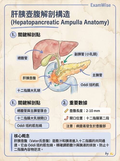 護理師 - 肝膽與腹部血管 - AI 圖文解析預覽