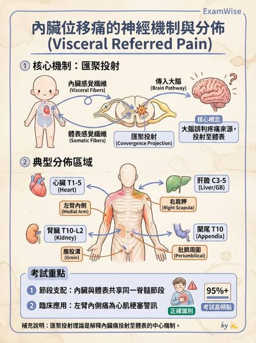 護理師 - 神經系統 - AI 圖文解析預覽