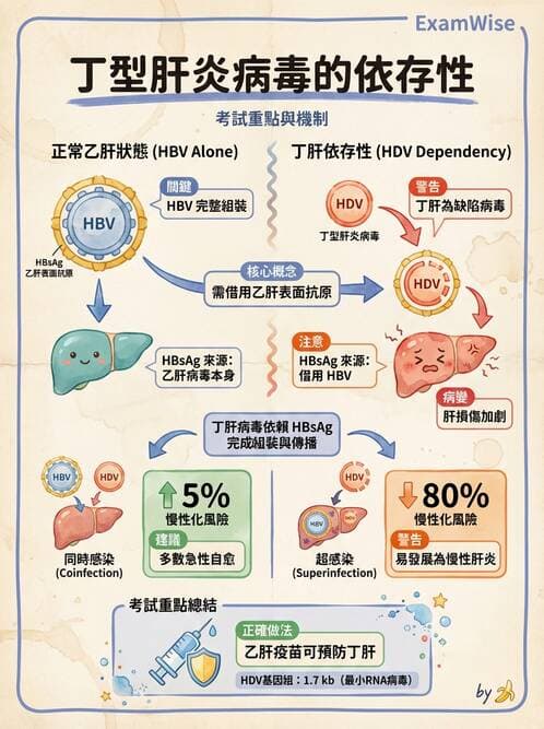 護理師 - DNA 病毒與肝炎病毒 - AI 圖文解析預覽