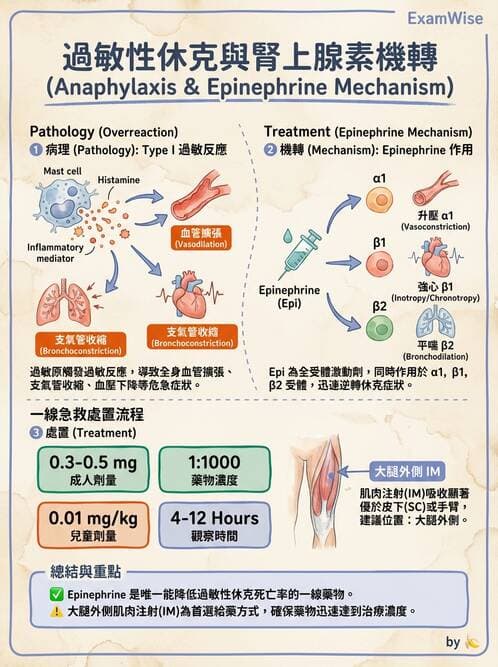 護理師 - 自主神經系統作用藥物 - AI 圖文解析預覽
