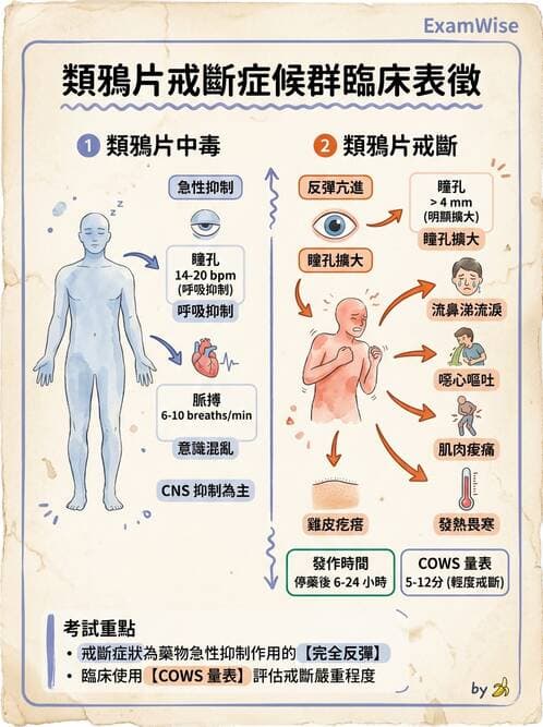 護理師 - 鎮痛、麻醉與神經科藥物 - AI 圖文解析預覽
