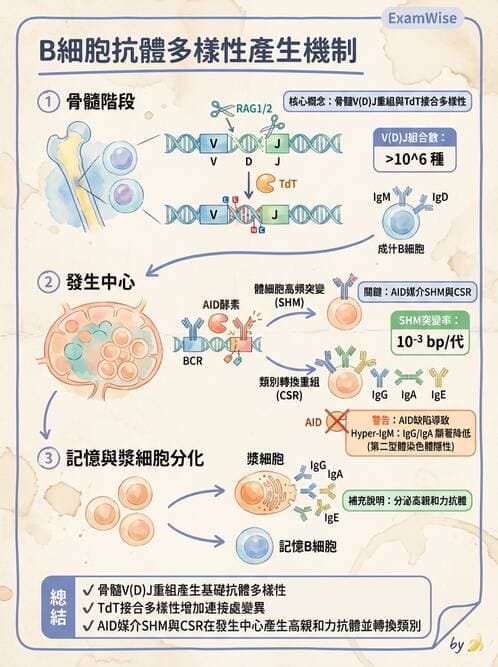 護理師 - 後天性免疫、免疫調節 - AI 圖文解析預覽