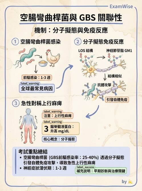 護理師 - 革蘭氏陰性細菌 - AI 圖文解析預覽