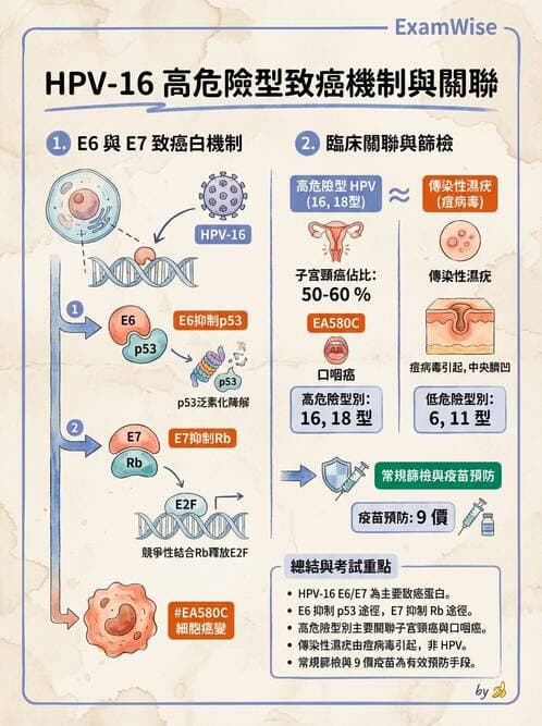 護理師 - DNA 病毒與肝炎病毒 - AI 圖文解析預覽
