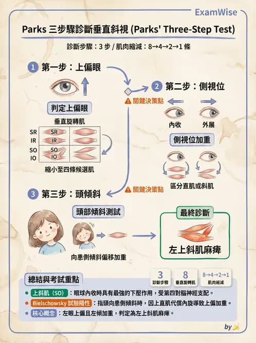 驗光師 - 斜視 - AI 圖文解析預覽