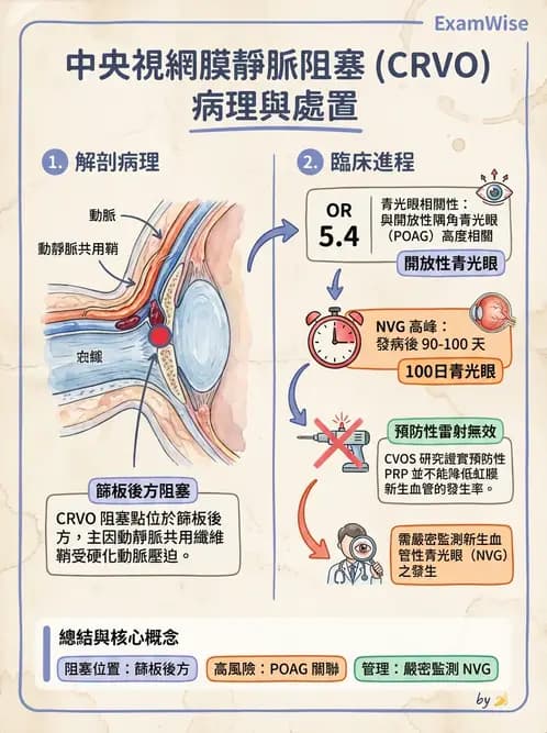 驗光師 - 血管阻塞、甲狀腺眼疾與其他全身性眼病變 - AI 圖文解析預覽