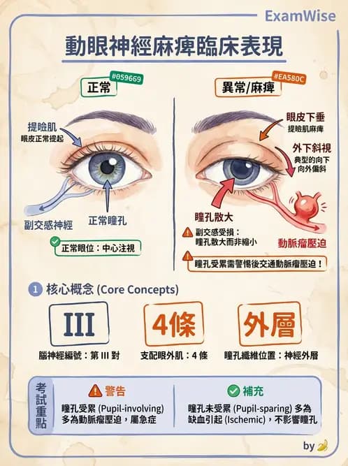 驗光師 - 斜弱視與神經眼科 - AI 圖文解析預覽