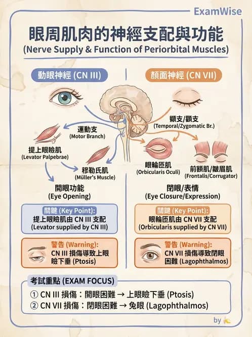 驗光師 - 眼附屬系統 - AI 圖文解析預覽