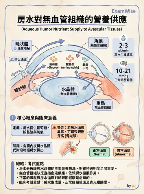 驗光師 - 眼球中層與前房 - AI 圖文解析預覽
