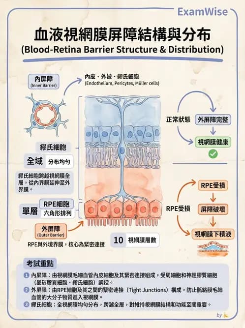 驗光師 - 視網膜 - AI 圖文解析預覽