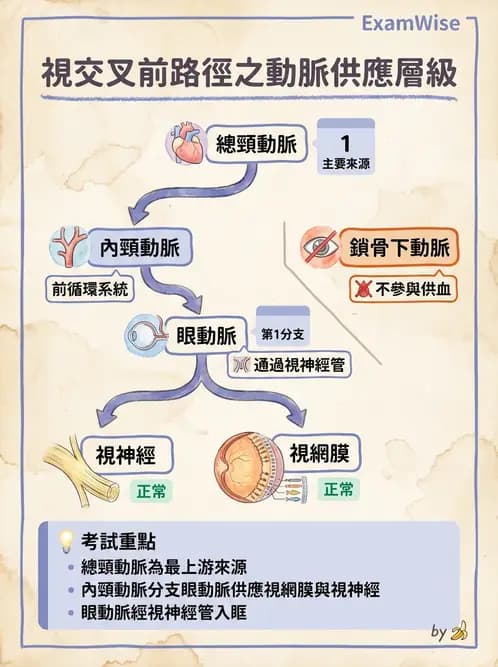 驗光師 - 視覺神經傳導系統 - AI 圖文解析預覽