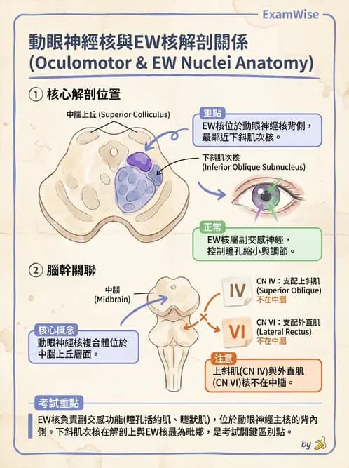 驗光師 - 眼部腦神經解剖與麻痺 - AI 圖文解析預覽