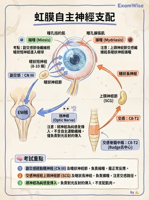 驗光師 - 眼部反射弧與自主神經調控 - AI 圖文解析預覽