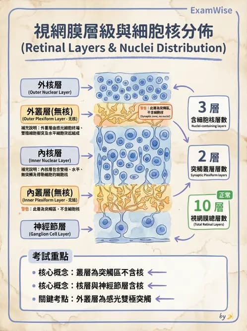 驗光師 - 視網膜 - AI 圖文解析預覽