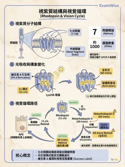 驗光師 - 視覺生理與檢查 - AI 圖文解析預覽