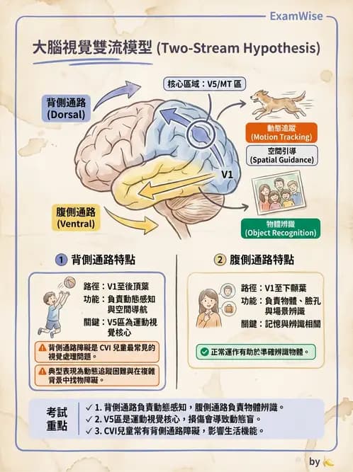 驗光師 - 視野評估與特殊族群檢查 - AI 圖文解析預覽