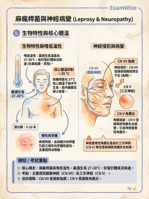 驗光師 - 血管阻塞、甲狀腺眼疾與其他全身性眼病變 - AI 圖文解析預覽