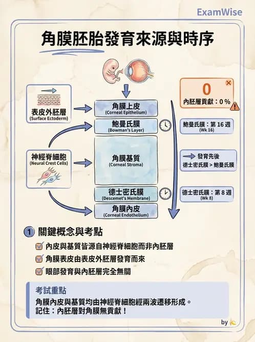 驗光師 - 眼球胚胎發育 - AI 圖文解析預覽