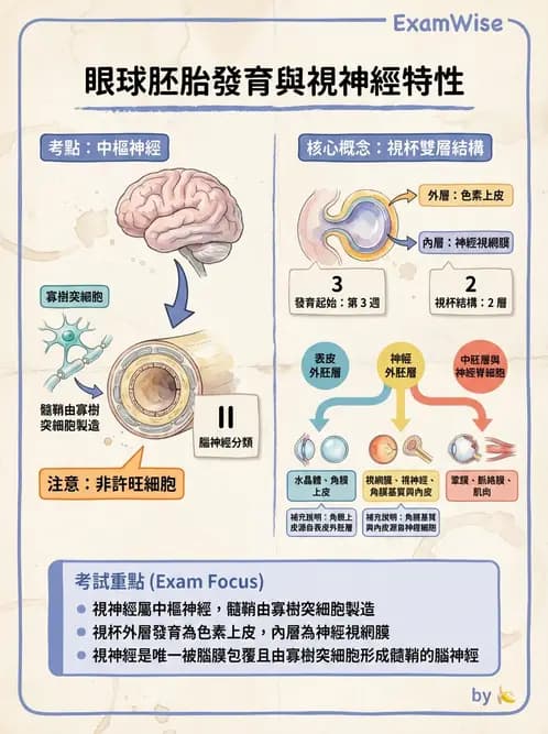 驗光師 - 眼球胚胎發育 - AI 圖文解析預覽
