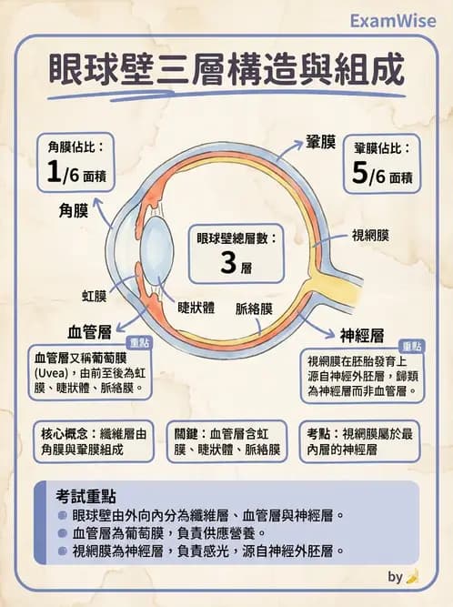 驗光師 - 眼球外層構造 - AI 圖文解析預覽