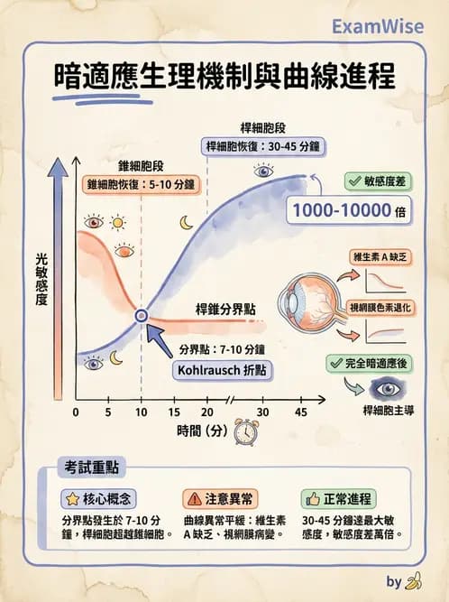 驗光師 - 視覺生理與檢查 - AI 圖文解析預覽