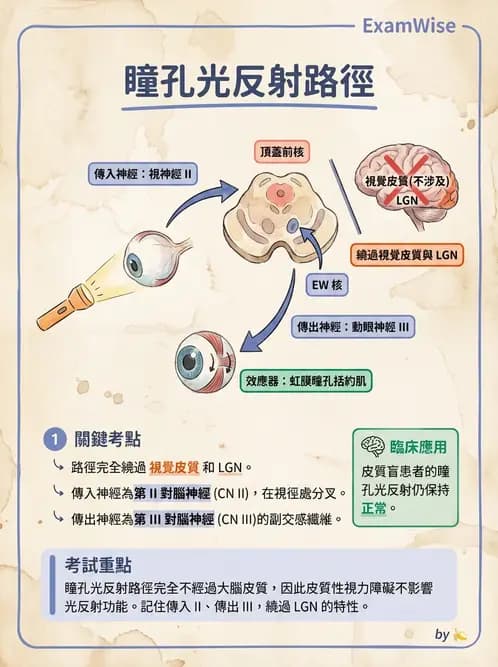 驗光師 - 眼外肌運動與眼位初步檢查 - AI 圖文解析預覽