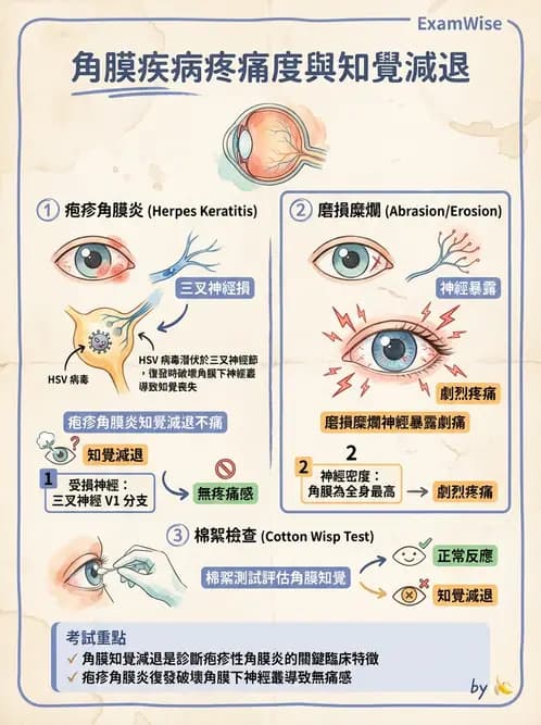 驗光師 - 角膜退化疾病與眼表問題 - AI 圖文解析預覽