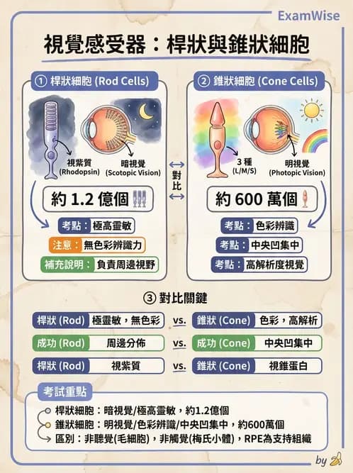 驗光生 - 視網膜組織結構與感光細胞 - AI 圖文解析預覽