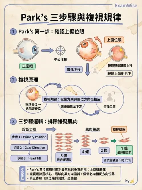 驗光生 - 眼位偏斜檢查 - AI 圖文解析預覽