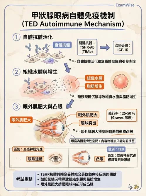 驗光生 - 全身性疾病眼部表現與神經眼科 - AI 圖文解析預覽