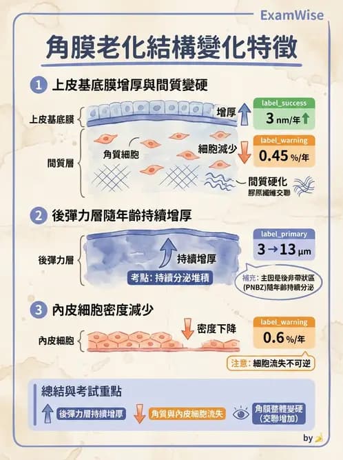 驗光生 - 角膜與鞏膜 - AI 圖文解析預覽