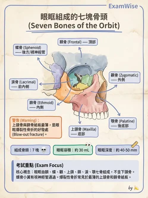 驗光生 - 眼窩骨解剖、眼瞼與結膜 - AI 圖文解析預覽
