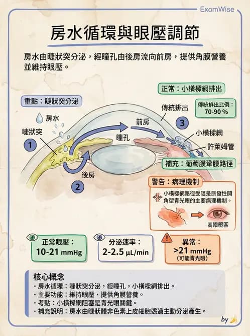 驗光生 - 屈光介質與眼壓調節 - AI 圖文解析預覽