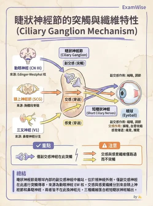 驗光生 - 視覺傳導路徑與瞳孔反射 - AI 圖文解析預覽