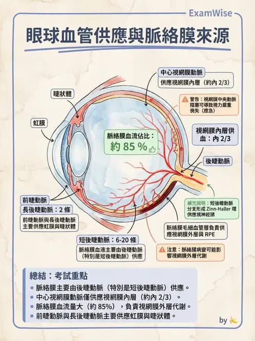 驗光生 - 眼部血液供應、脈絡膜與玻璃體 - AI 圖文解析預覽