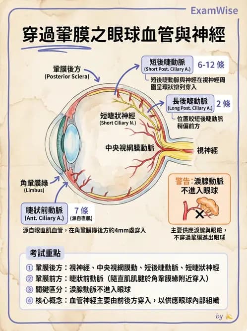 驗光生 - 眼部血液供應、脈絡膜與玻璃體 - AI 圖文解析預覽