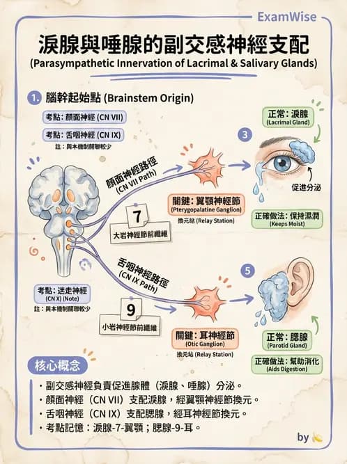 驗光生 - 淚器系統解剖與生理 - AI 圖文解析預覽
