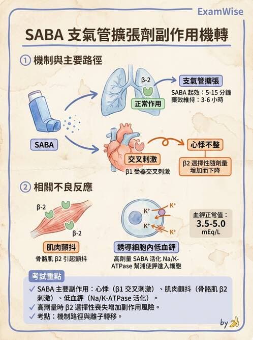 護理師 - COPD與氣喘 - AI 圖文解析預覽
