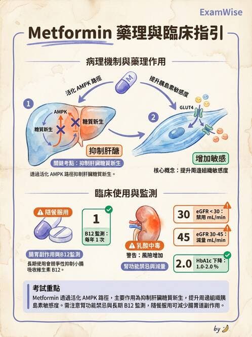 護理師 - 糖尿病基礎與藥物治療 - AI 圖文解析預覽