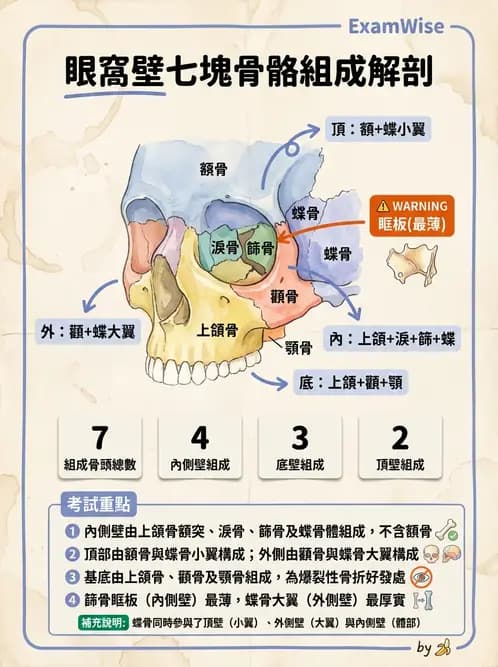 驗光生 - 眼窩骨解剖、眼瞼與結膜 - AI 圖文解析預覽