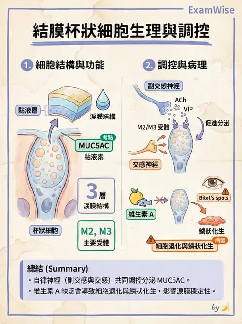 驗光生 - 眼窩骨解剖、眼瞼與結膜 - AI 圖文解析預覽