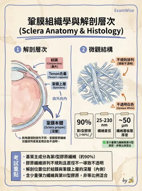 驗光生 - 角膜與鞏膜 - AI 圖文解析預覽