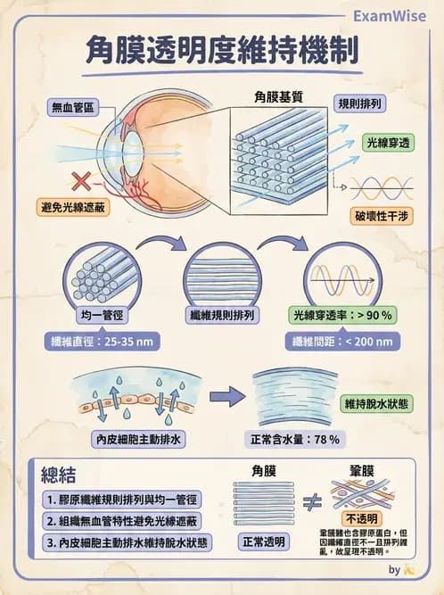 驗光生 - 角膜與鞏膜 - AI 圖文解析預覽