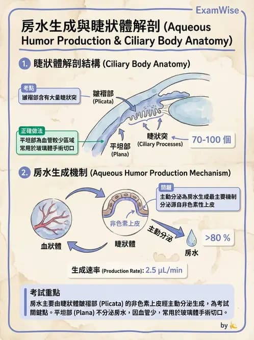 驗光生 - 屈光介質與眼壓調節 - AI 圖文解析預覽
