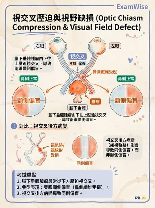 驗光生 - 視覺功能、視野與電生理檢查 - AI 圖文解析預覽