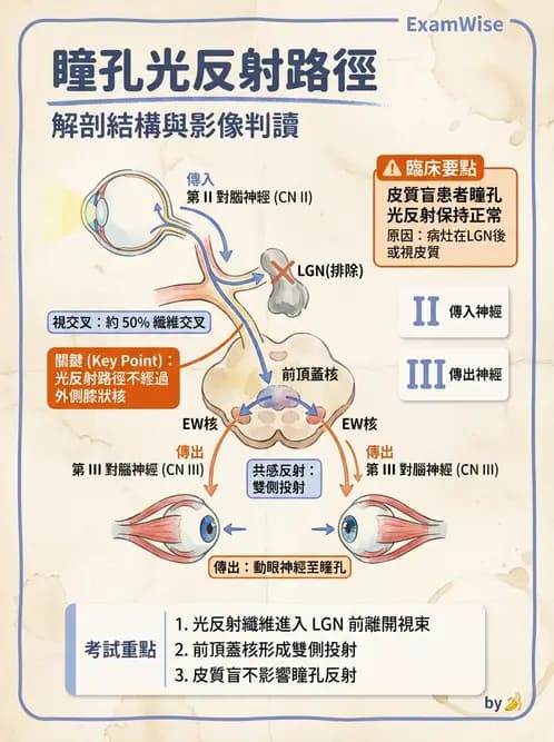 驗光生 - 視覺傳導路徑與瞳孔反射 - AI 圖文解析預覽