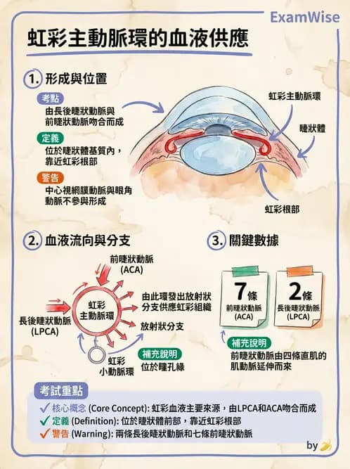 驗光生 - 眼部血液供應、脈絡膜與玻璃體 - AI 圖文解析預覽