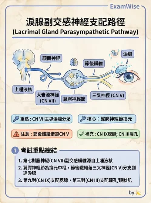 驗光生 - 淚器系統解剖與生理 - AI 圖文解析預覽